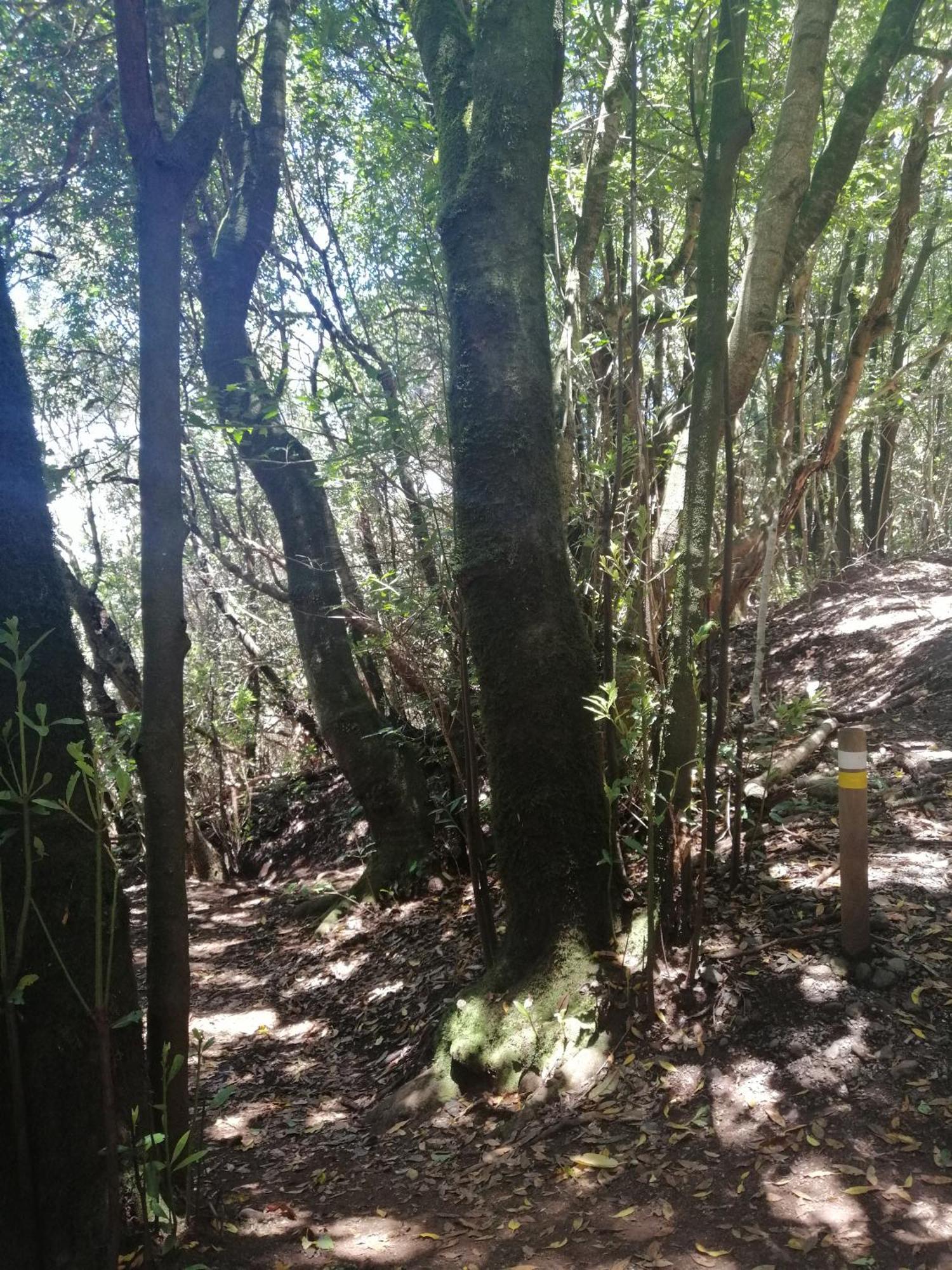Anaga Y La Laguna A Tus Pies Santa Cruz de Tenerife Exteriör bild